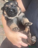 German Shepherd dogs - Advert 5