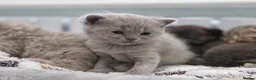 British Shorthair cats for sale: Gorgeous British Shorthair kittens Cute & Adorable - Advert 12