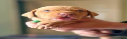 Hungarian Vizsla dogs for sale: The Golden-Hearted Guardians’ Litter 2026 - Advert 7