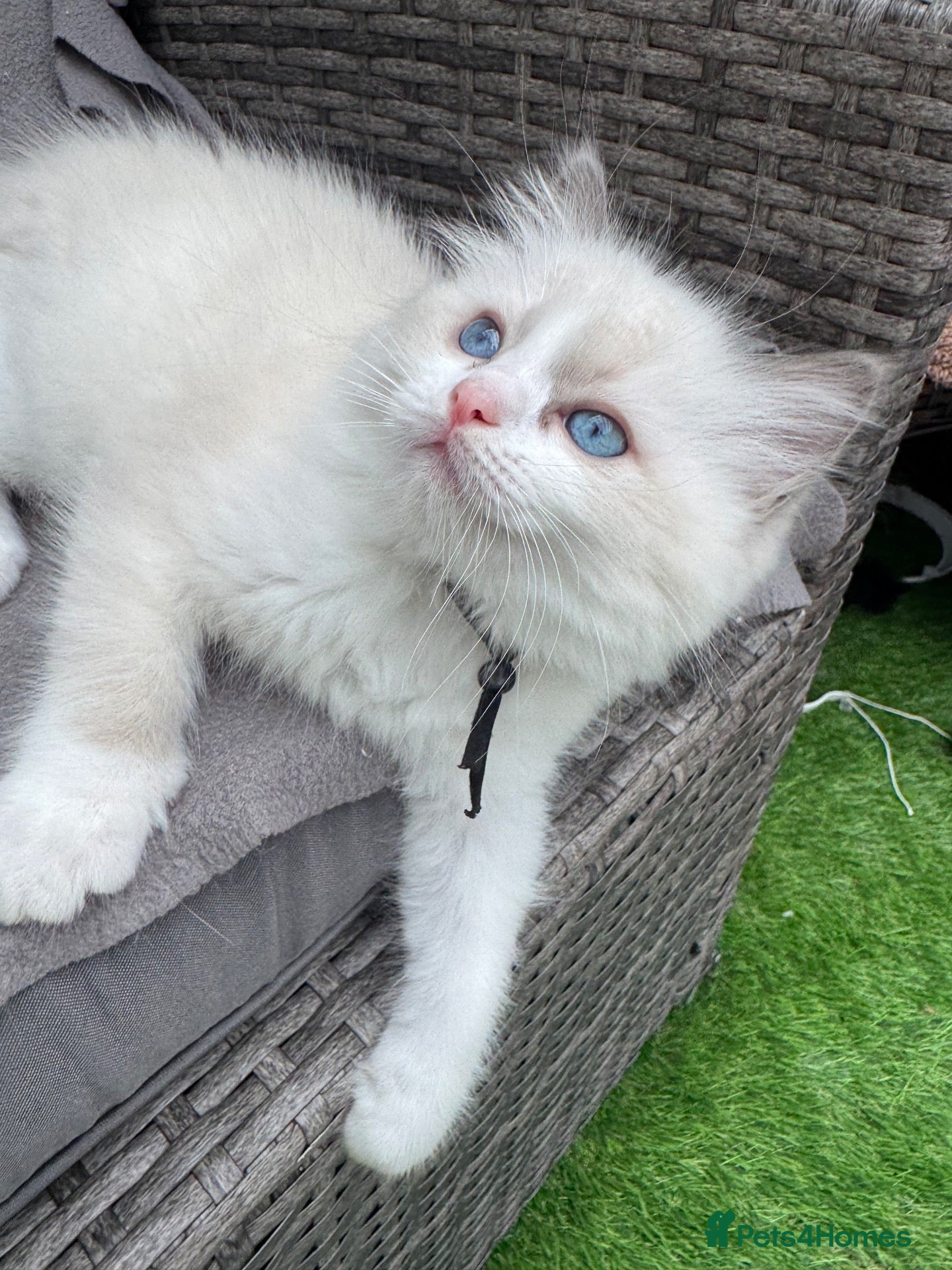 Ragdoll cats Gccf (champion) ragdoll kittens  - Advert 2