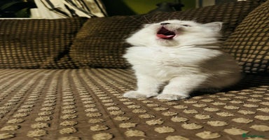 Ragdoll cats - Advert 6