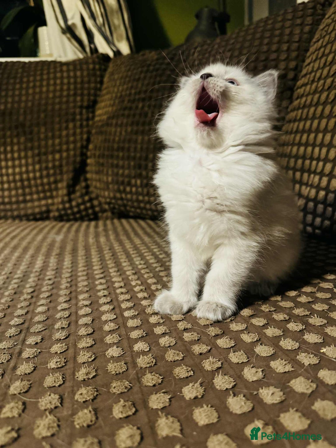 Ragdoll cats for sale: Ragdoll Kitten – Ready to Go 💕 💕 💕 - Image 3