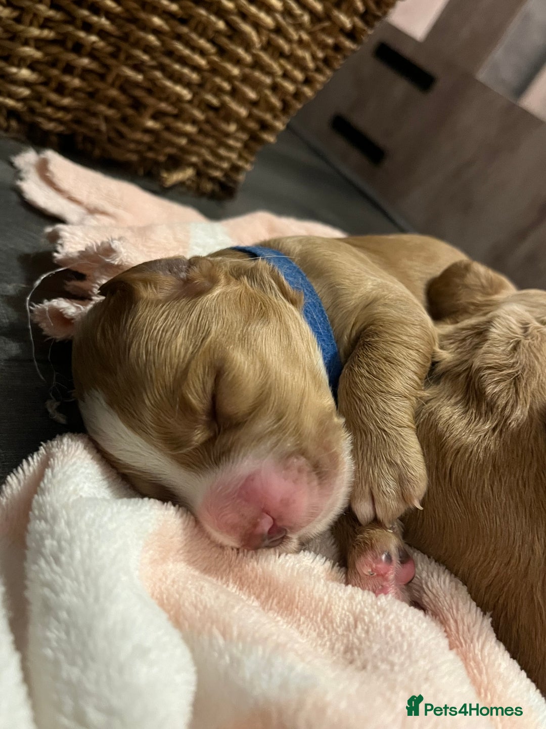 Cocker Spaniel dogs for sale: Pedigree Cocker Spaniel Puppies Fir Sale  - Advert 13