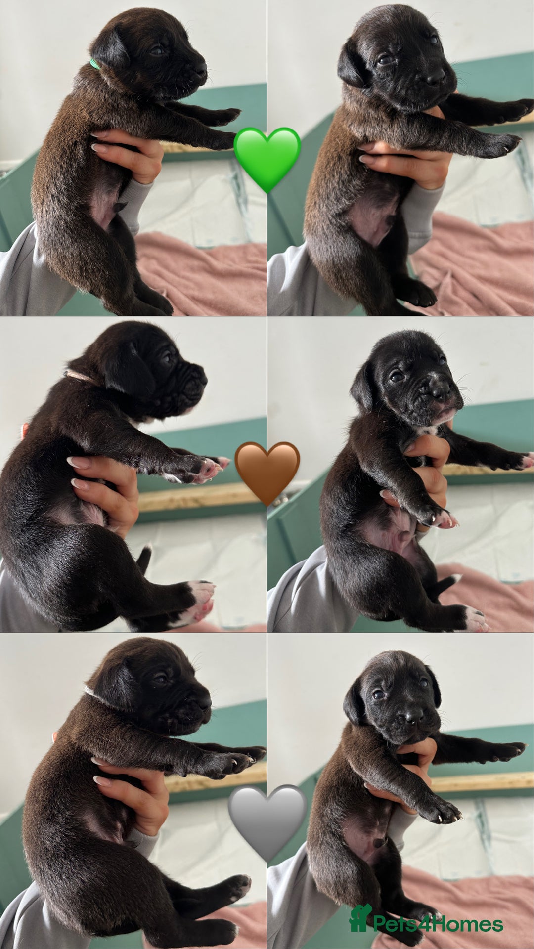 Mixed Breed dogs for sale: Labrador cross puppies for sale  - Image 3