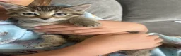 Mixed Breed cats for sale: 4 babies for sale  - Advert 2
