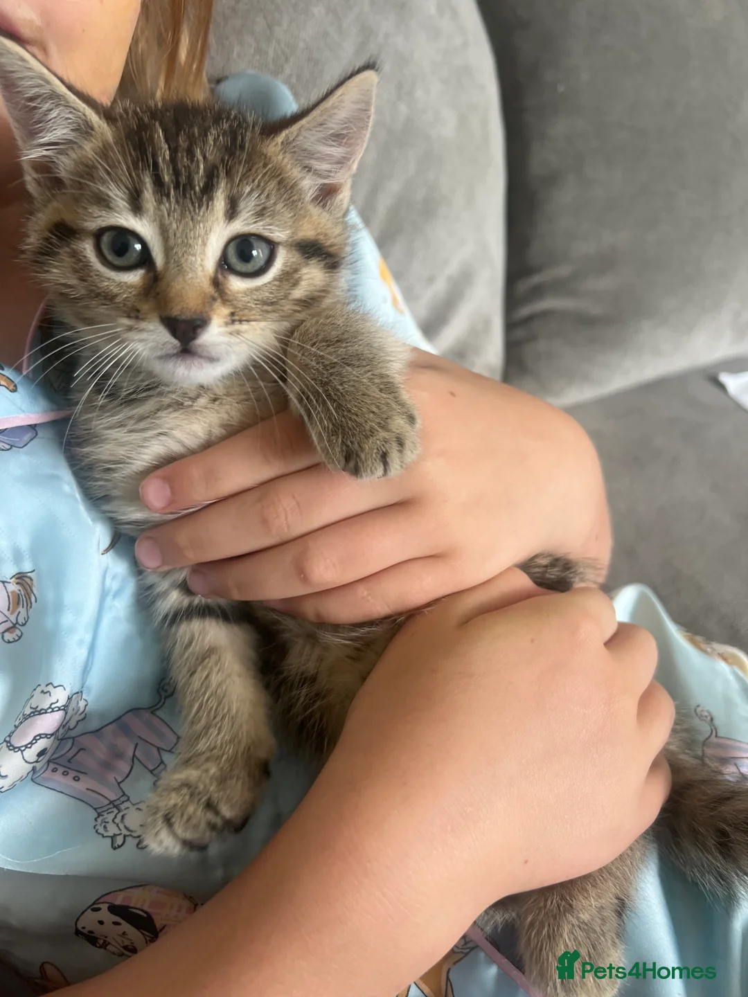 Mixed Breed cats for sale: 4 babies for sale  - Advert 2