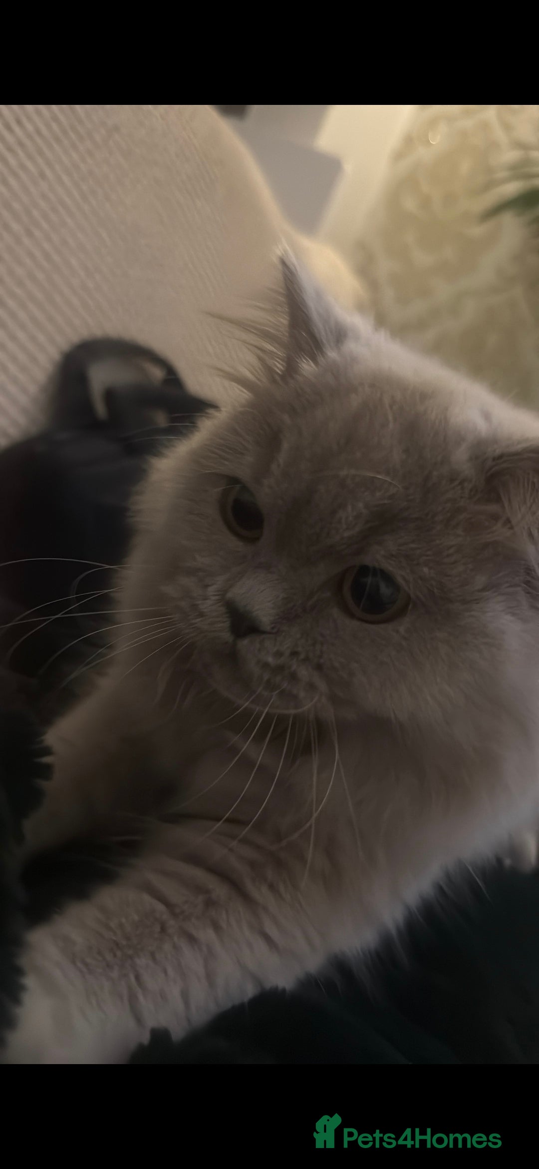 British Longhair cats for sale: Rehoming 10 month old Eve  - Advert 2