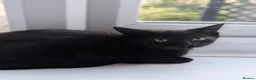 British Shorthair cats for sale: 1 male ginger and 1 female black kitten - Advert 6