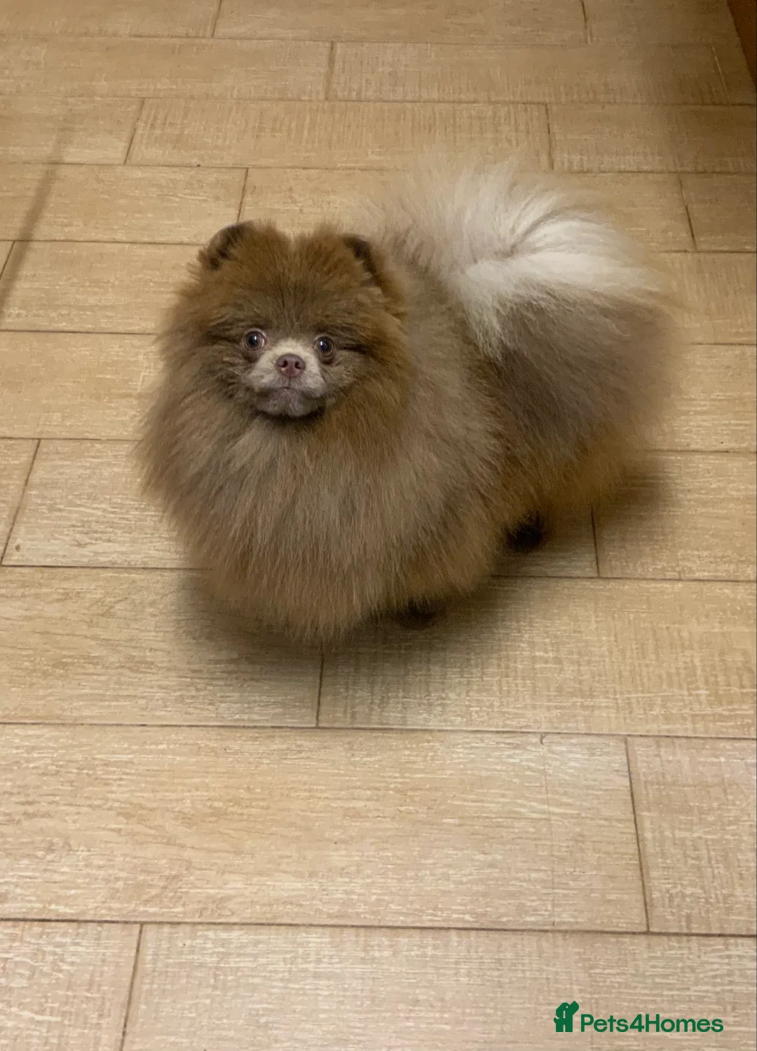 Pomeranian dogs for stud: Lilac and tan carrier tiny boy for stud in Lanark - Advert 14