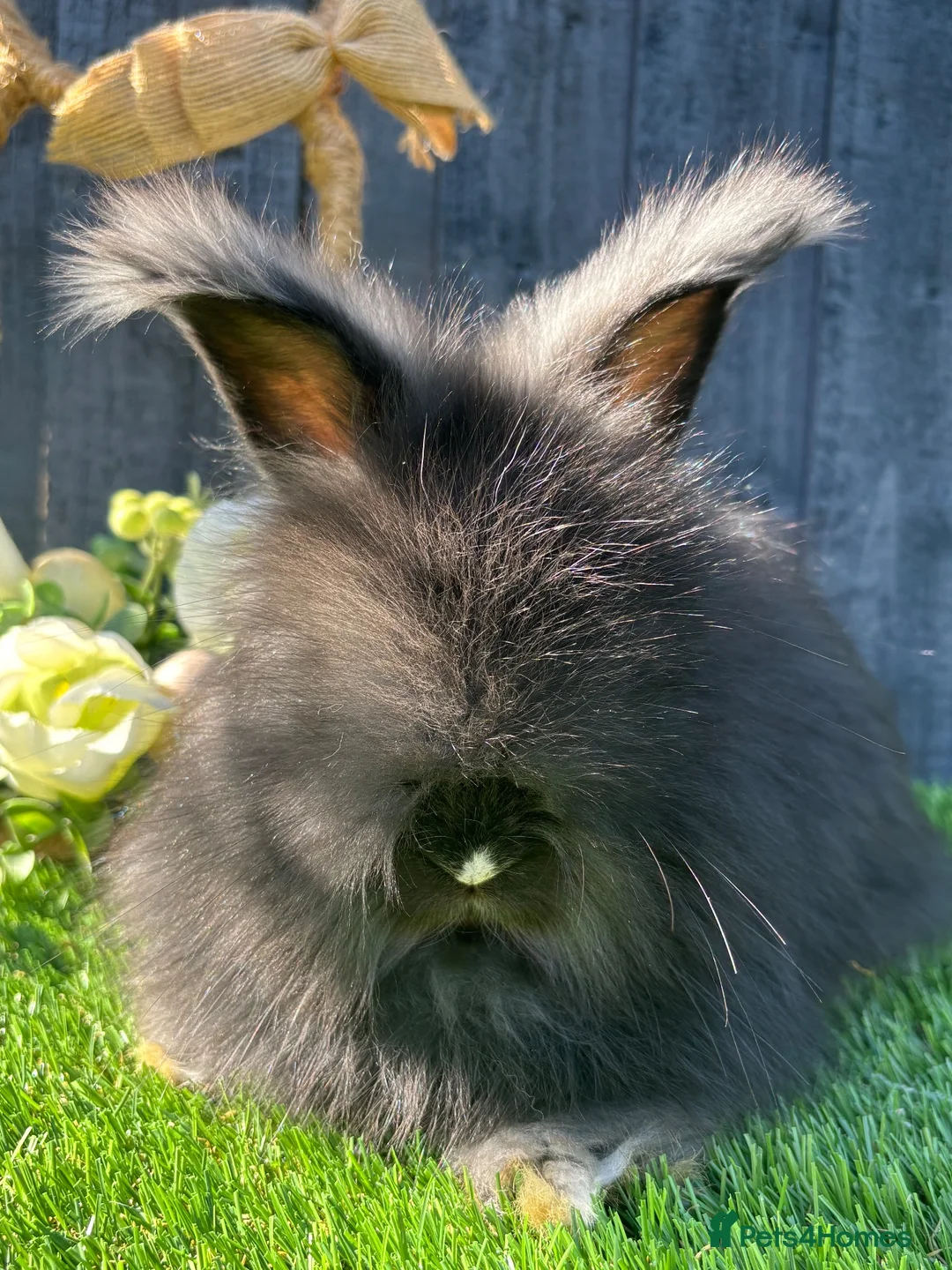 Angora rabbits for sale: Angora  - Advert 2