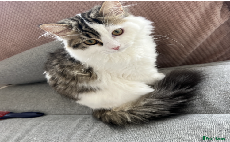 Persian cats - Advert 1