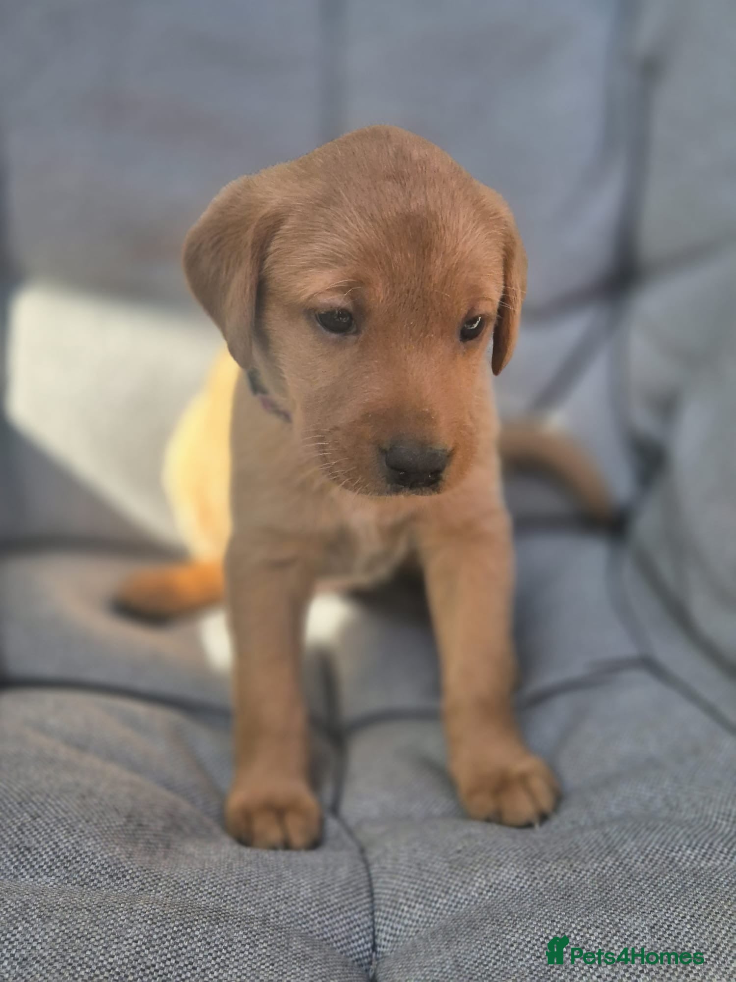 Labrador Retriever dogs Beautiful Labrador puppies - Advert 2