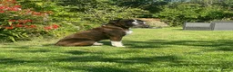 Boxer dogs for stud: Health tested proven boy for stud - Advert 7