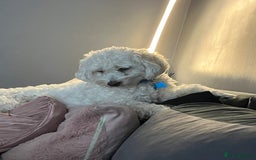 Bichon Frise dogs for sale: Loving home wanted  - Image 2