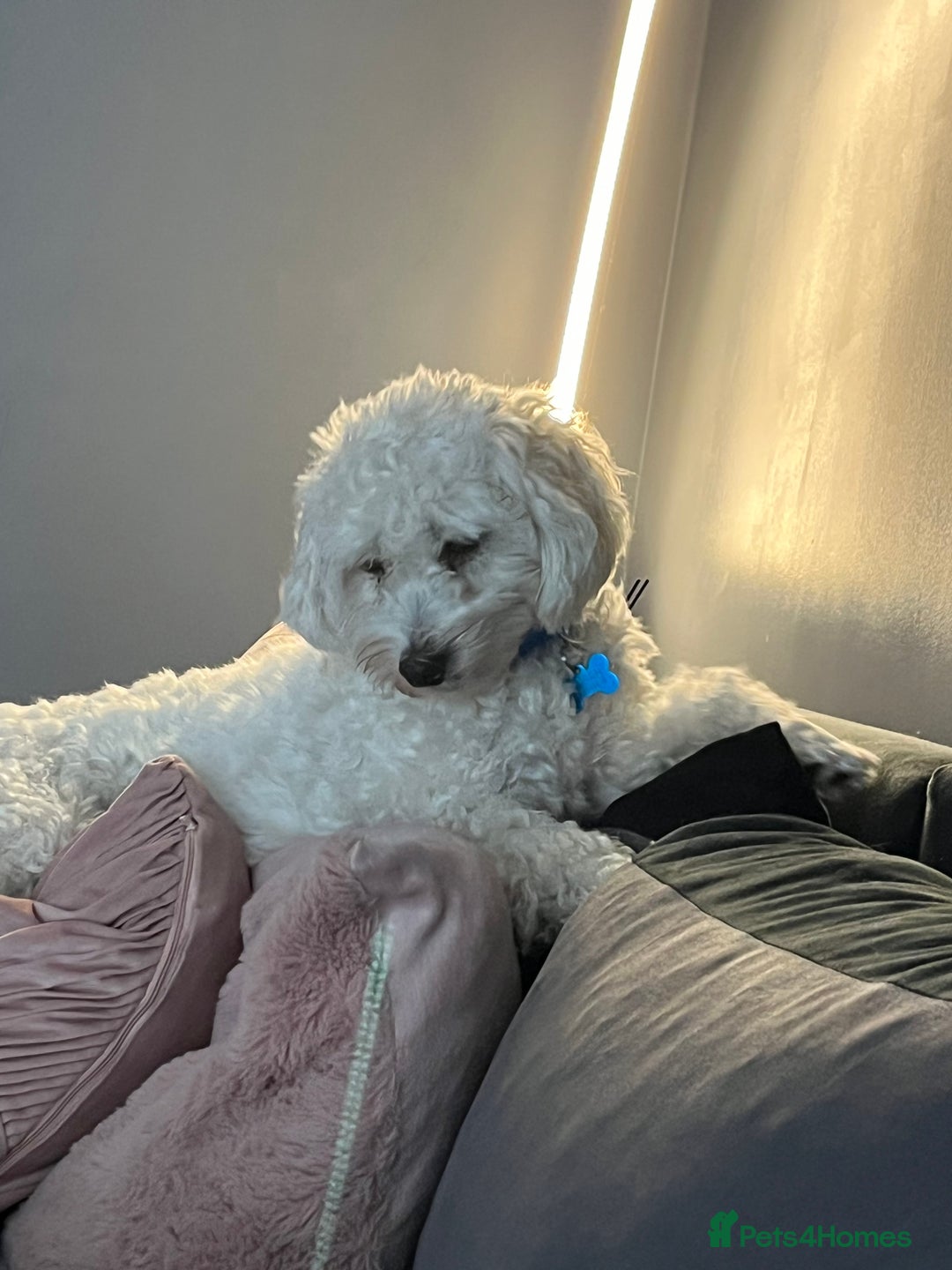 Bichon Frise dogs for sale: Loving home wanted  - Image 2