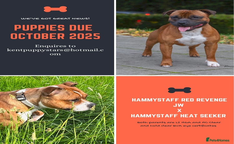 Staffordshire Bull Terrier dogs Red and White Staffordshire Bull Terrier puppies  - Advert 12