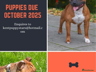 Staffordshire Bull Terrier dogs Red and White Staffordshire Bull Terrier puppies - Advert 1