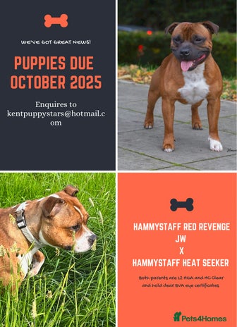 Staffordshire Bull Terrier dogs Red and White Staffordshire Bull Terrier puppies - Advert 1