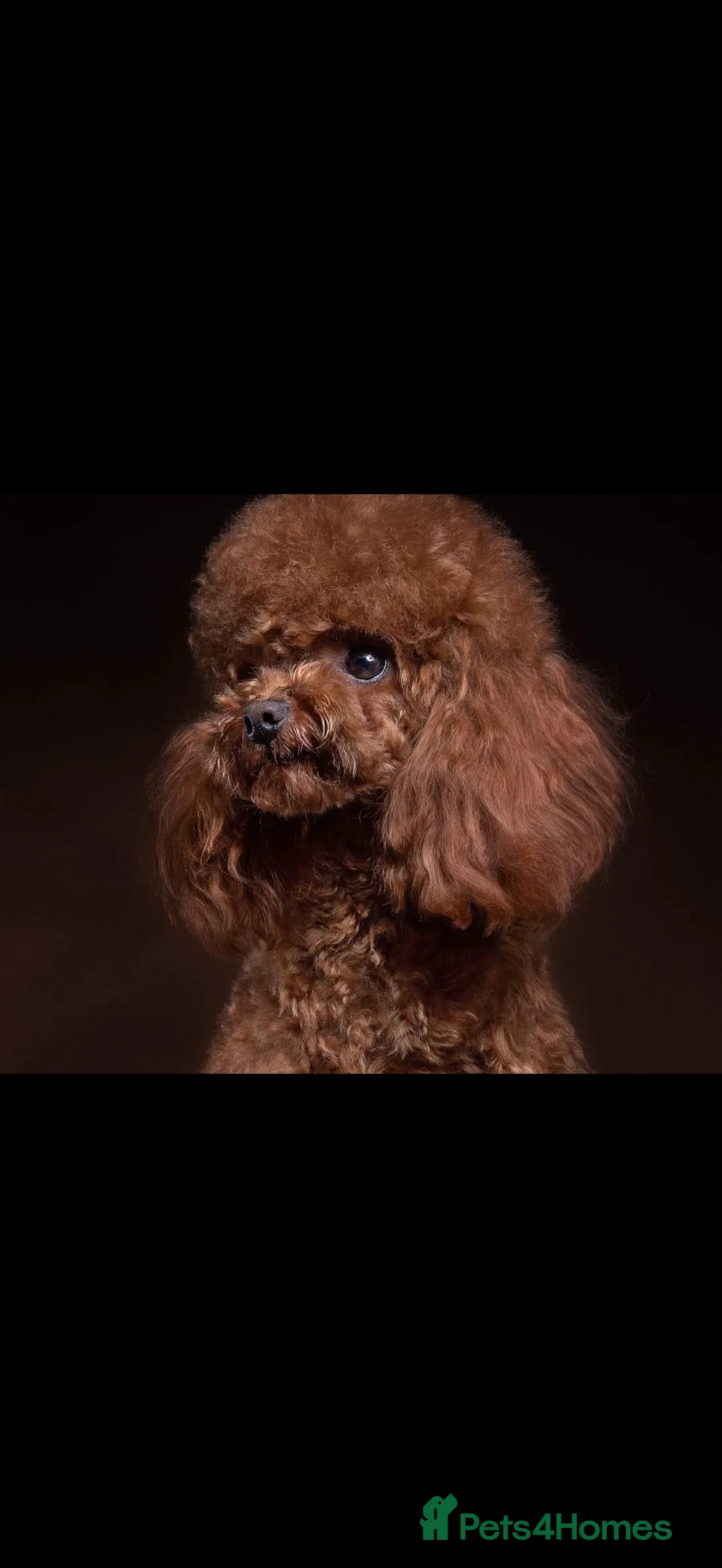 Toy Poodle dogs for sale: ❤️ Exceptional Asian Red Toy Poodle Puppies ❤️ - Advert 2
