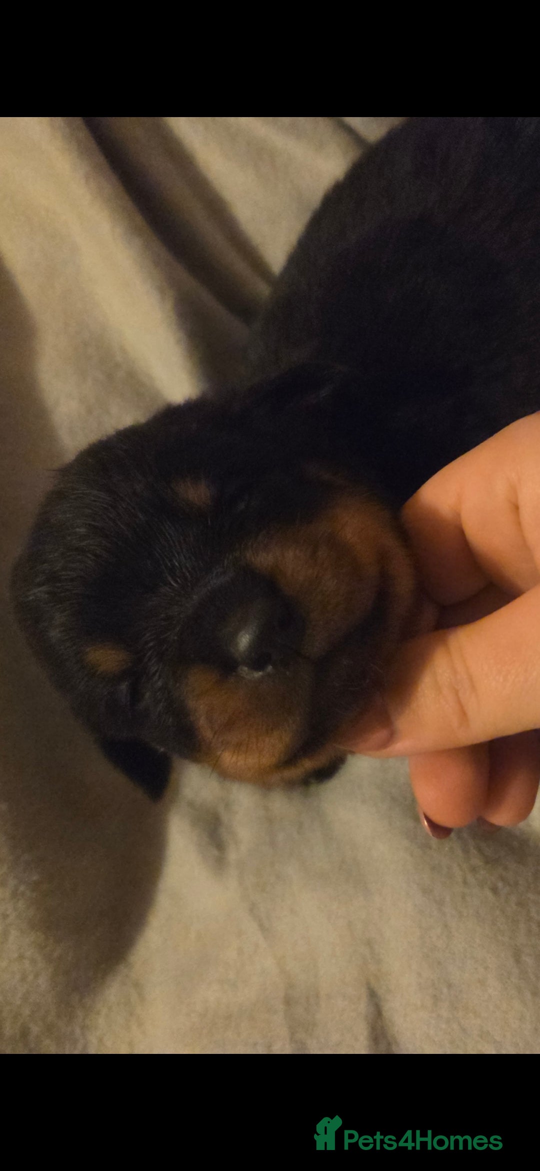 Rottweiler dogs for sale: Rottweiler puppies - Advert 24