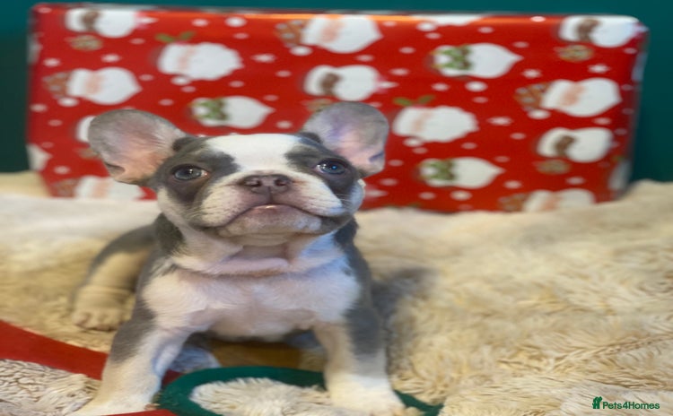 French Bulldog dogs Female french bulldog - Advert 1
