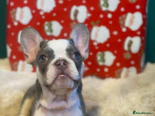 French Bulldog dogs 3 left! French bulldogs READY TO GO! - Advert 1