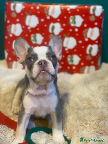 French Bulldog dogs Female french bulldog - Advert 1