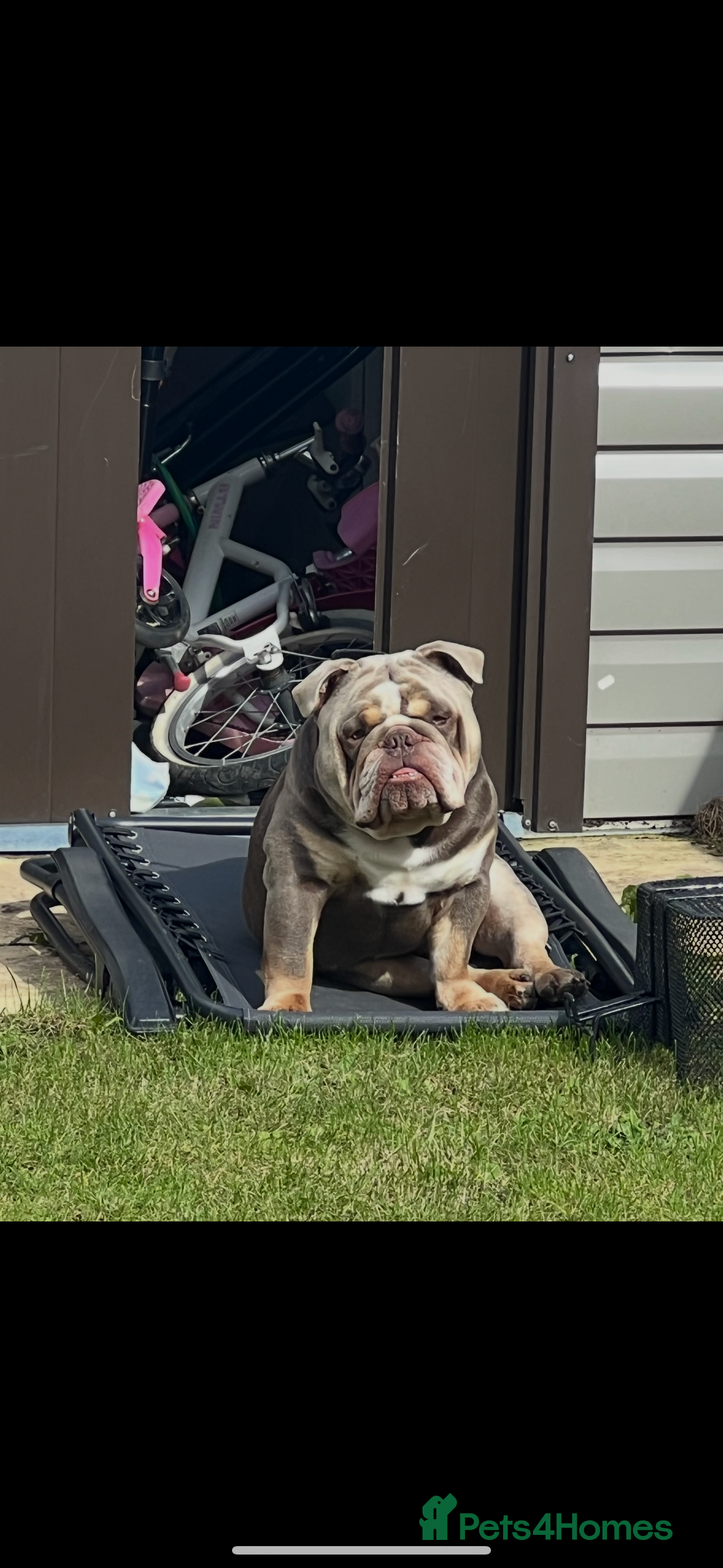 English Bulldog dogs English bull dog stud - Advert 5