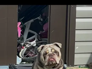 English Bulldog dogs English bull dog stud - Advert 5