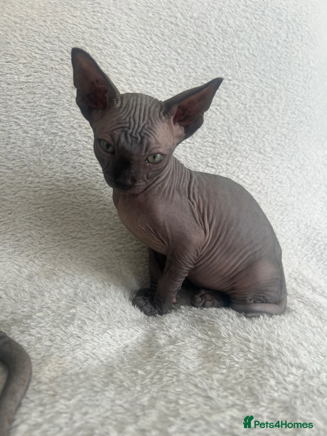 Sphynx cats for sale: Sphynx kittens - Advert 4