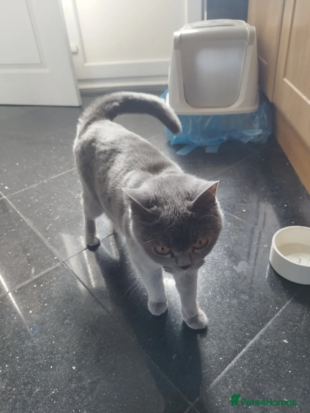 Mixed Breed cats for sale: British short hair - Advert 2