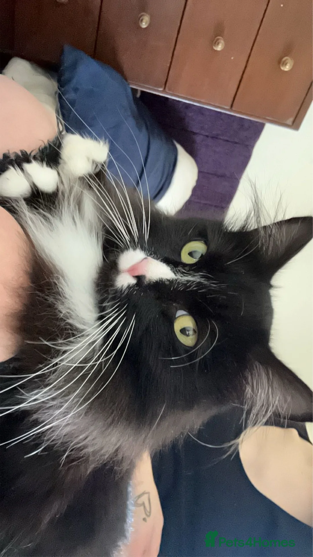 Mixed Breed cats for sale: FREE maincoone X domestic shorthair FREE - Advert 1