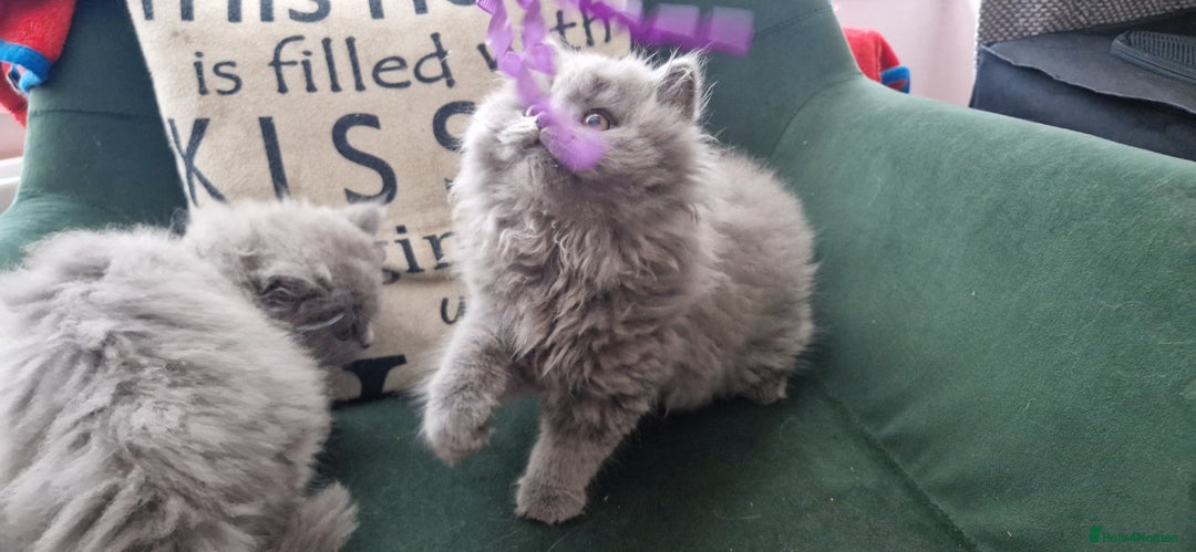 British Longhair cats for sale: british shorthair and shorthair males - Image 10