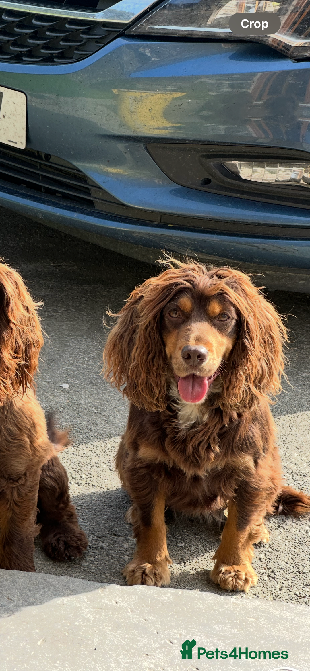 Cocker Spaniel dogs for sale: Cocker Spaniels Puppies - Advert 2