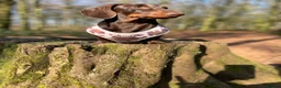 Dachshund dogs for sale: Chocolate and Tan Dachshund  - Advert 3