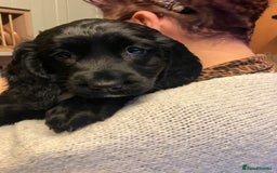 Sprocker dogs for sale: Black beauty  - Advert 5