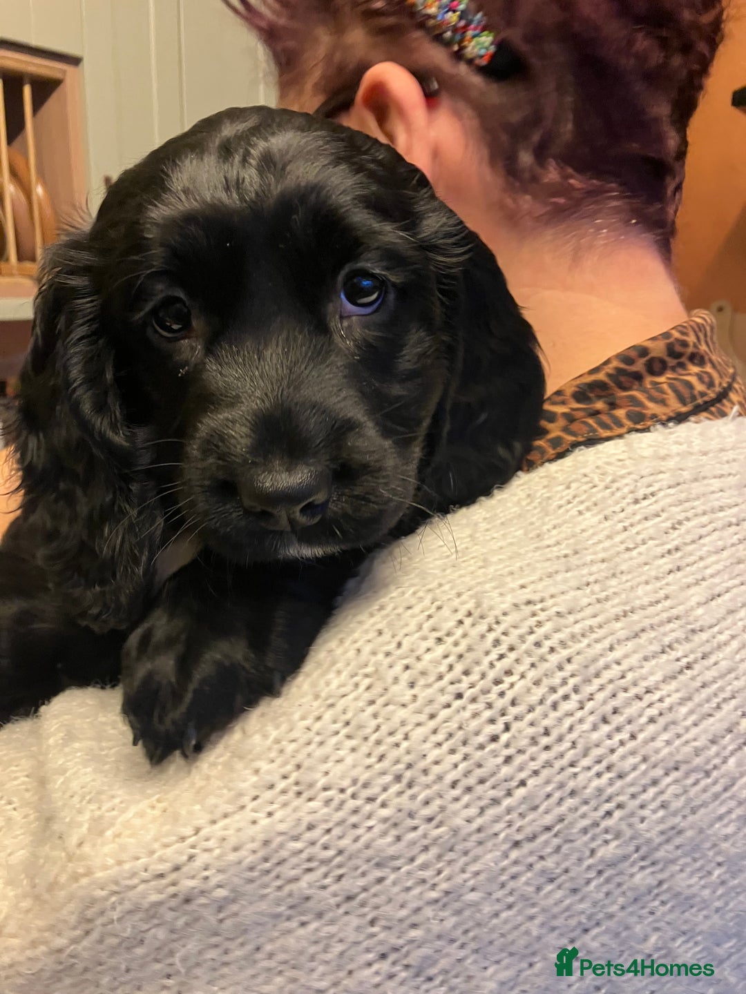 Sprocker dogs for sale: Black beauty  - Advert 5