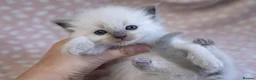 Ragdoll cats for sale: GCCF Ragdoll kittens registered pet Active  - Advert 6