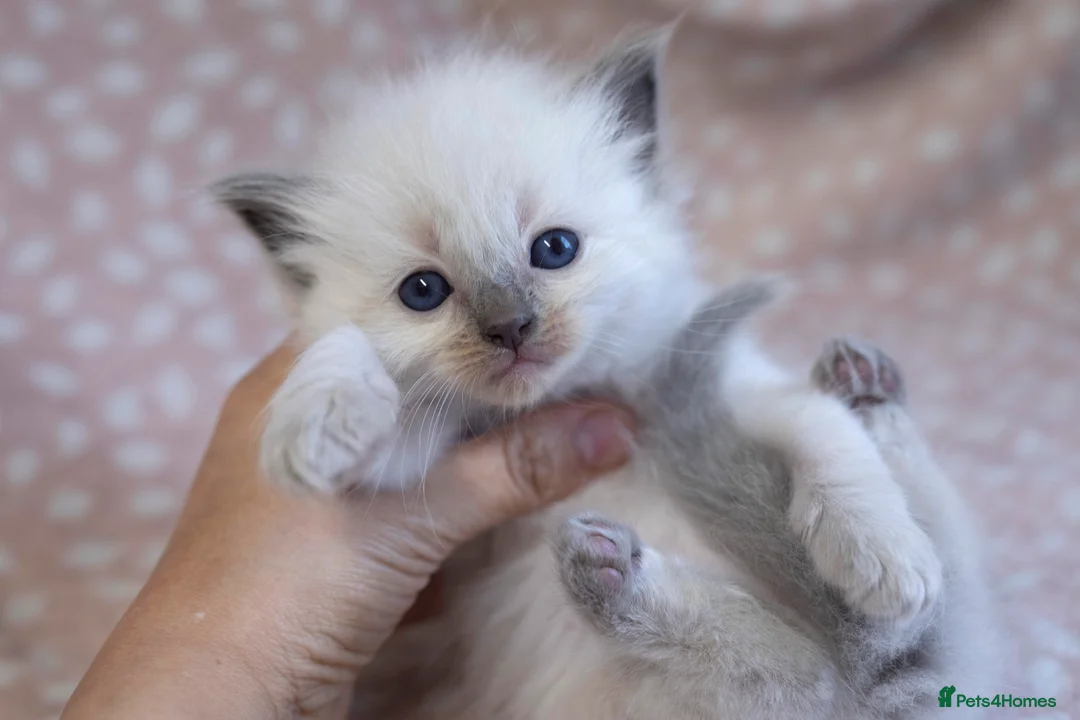 Ragdoll cats for sale: GCCF Ragdoll kittens registered pet Active  - Advert 6