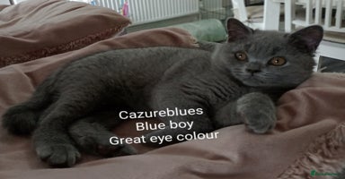British Shorthair cats - Advert 12