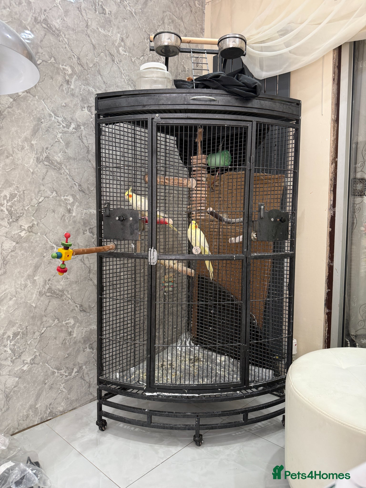 Cockatiels birds 2 Cockatiels + cage + travel cage + toys - Advert 1