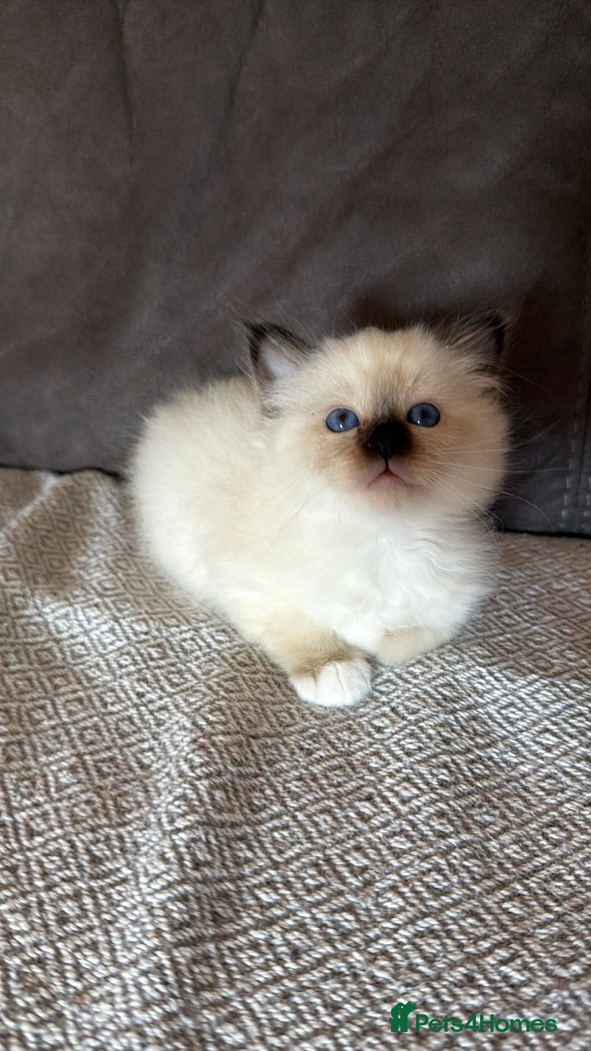 Birman cats Birman kittens  - Advert 1
