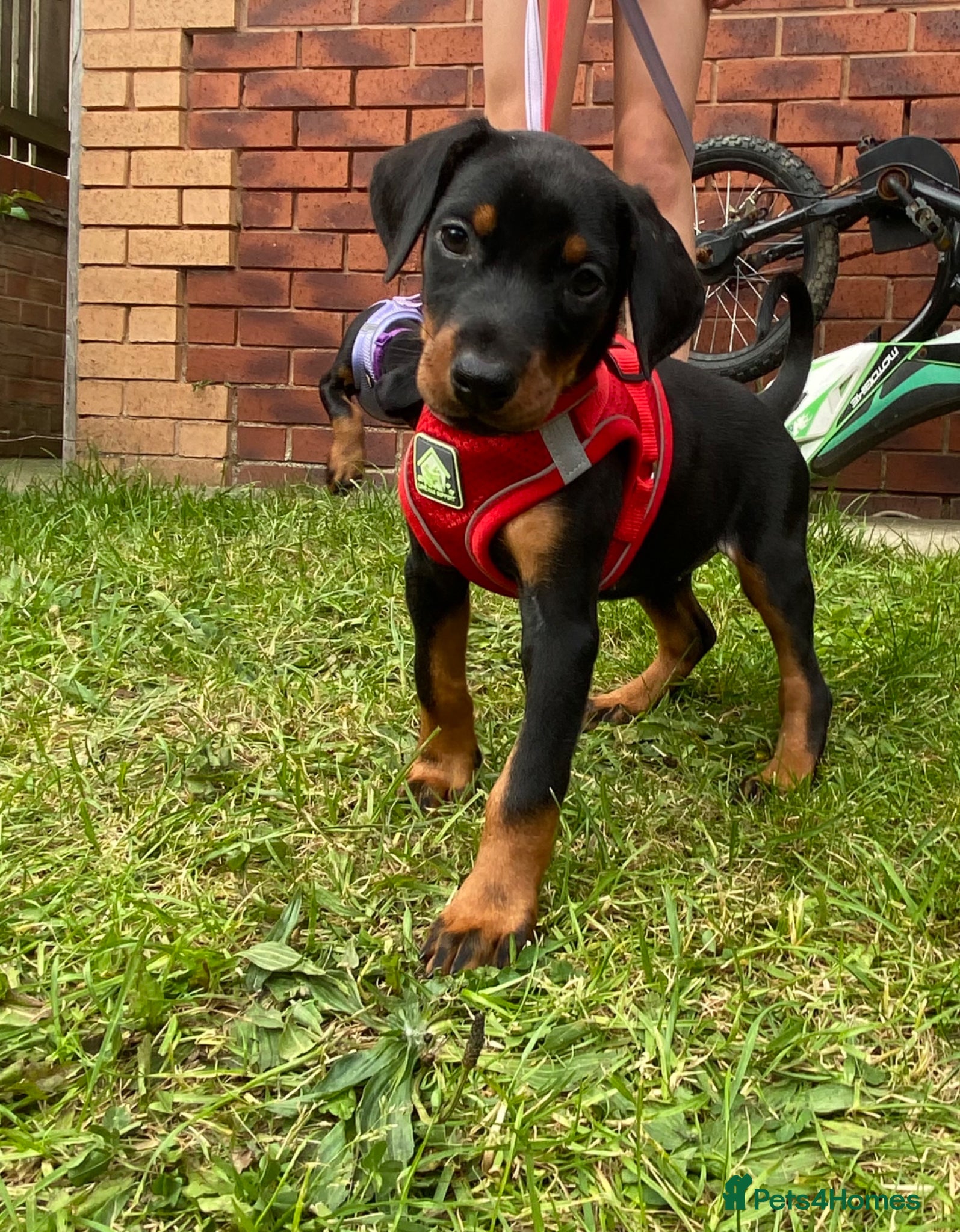 Dobermann dogs Ready 28th May Kc Health tested Black & Tan girls  - Advert 1
