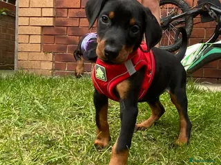 Dobermann dogs Ready 28th May Kc Health tested Black & Tan girls - Advert 1