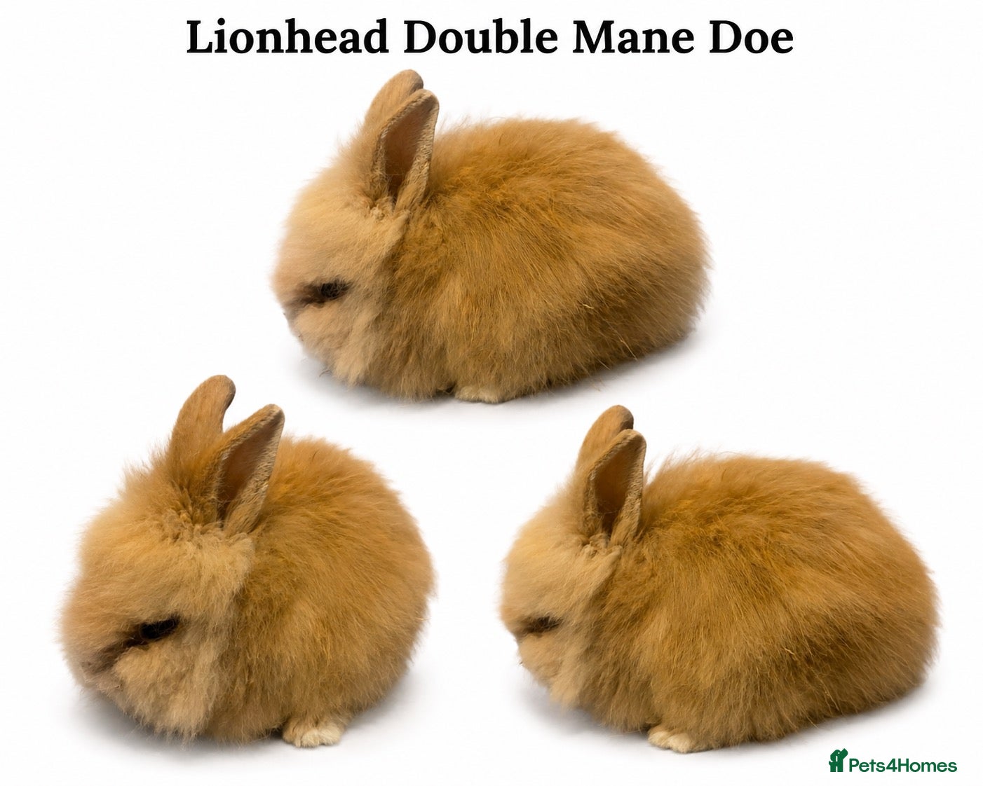 Lionhead rabbits Dm Lionhead Doe - Advert 1