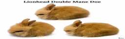 Lionhead rabbits for sale: Dm Lionhead Doe - Advert 1
