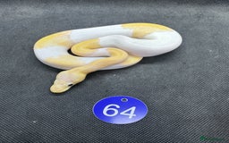 Python Snake reptiles for sale: Royal pythons from £60 - Image 17