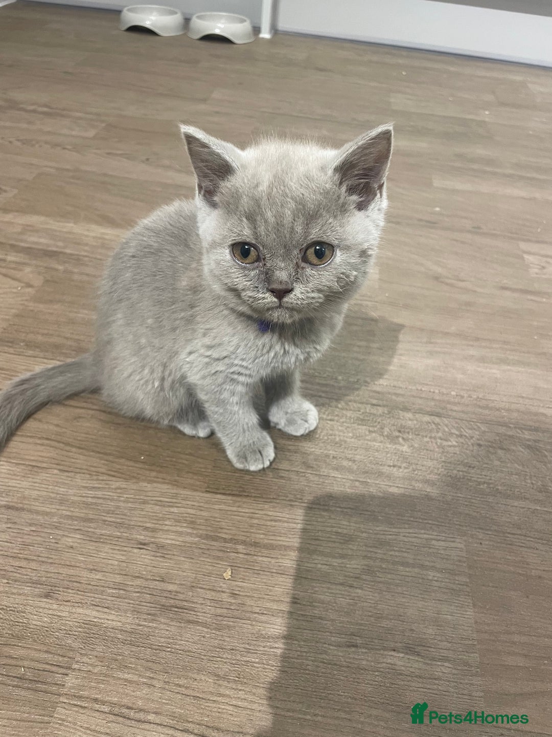 British Shorthair cats for sale:  British shorthair kittens Pedigree registered - Advert 34