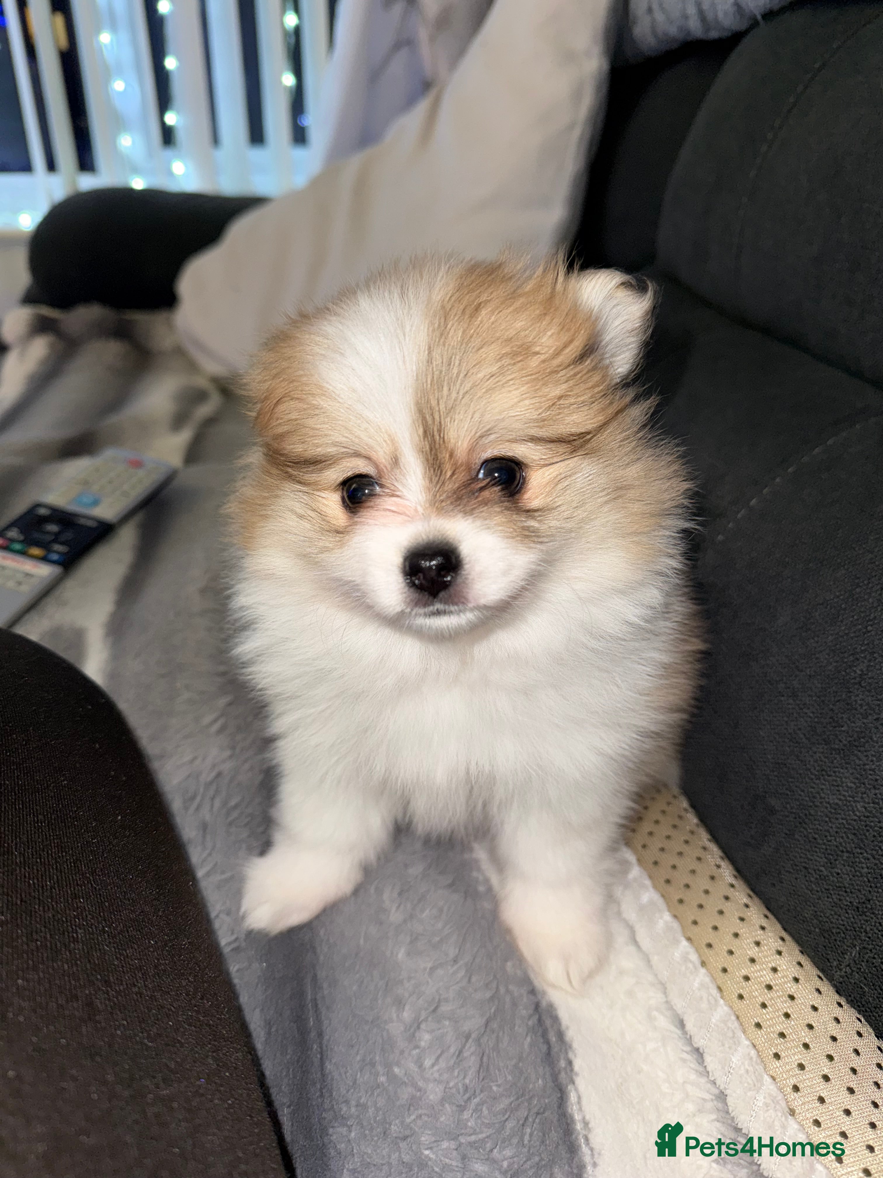 Pomchi dogs 3/4 Pom 1/4 chi Pomchi F1BB - Advert 13