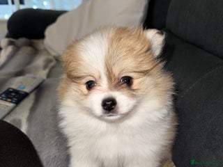 Pomchi dogs 3/4 Pom 1/4 chi Pomchi F1BB - Advert 13